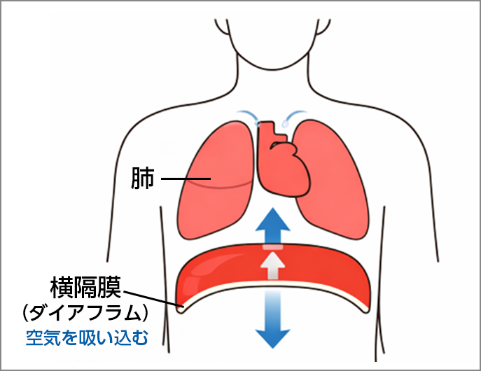 ダイアフラムの語源の図